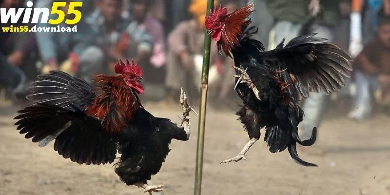 Các hình thức đá gà chọi Win55 được yêu thích
