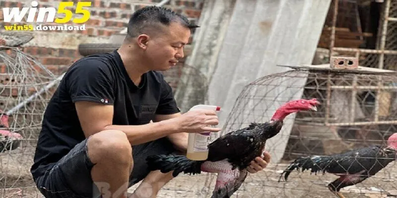 Cách chăm sóc chiến kê trước khi đá gà cựa sắt