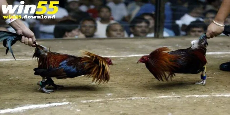 Đá Gà Cựa Sắt - Loại Hình Cá Cược Gay Cấn Tại Win55