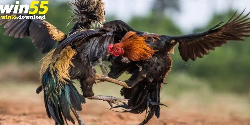 Đá Gà Thomo Là Gì? Thông Tin Mà Người Mới Chơi Cần Nắm