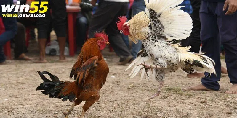 Đá gà Win55 là nền tảng uy tín 