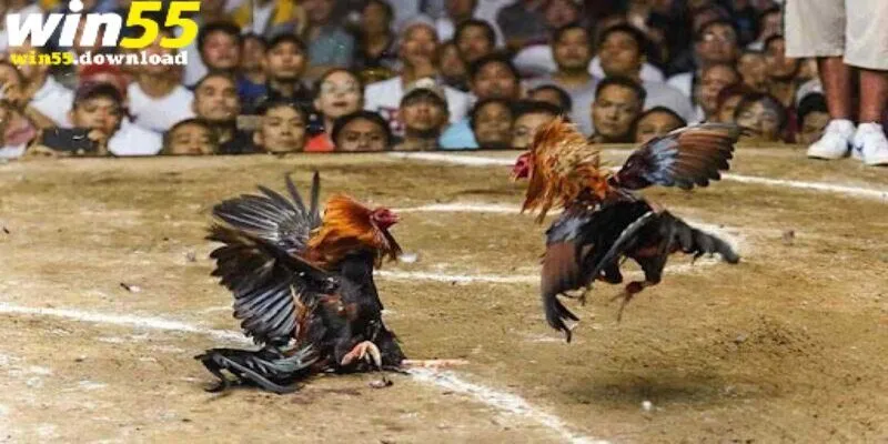 Đá Gà Win55 - Top 1 Sân Chơi Đá Gà Uy Tín Cho Kê Thủ