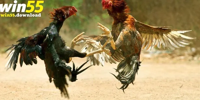 Hướng dẫn tham gia đá gà Thomo tại Win55 