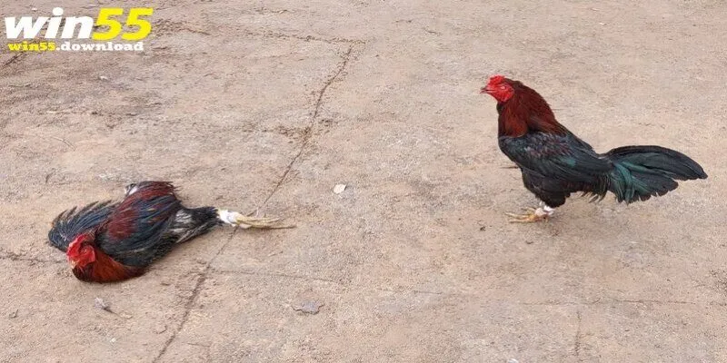 Luật chơi đá gà cựa sắt Win55