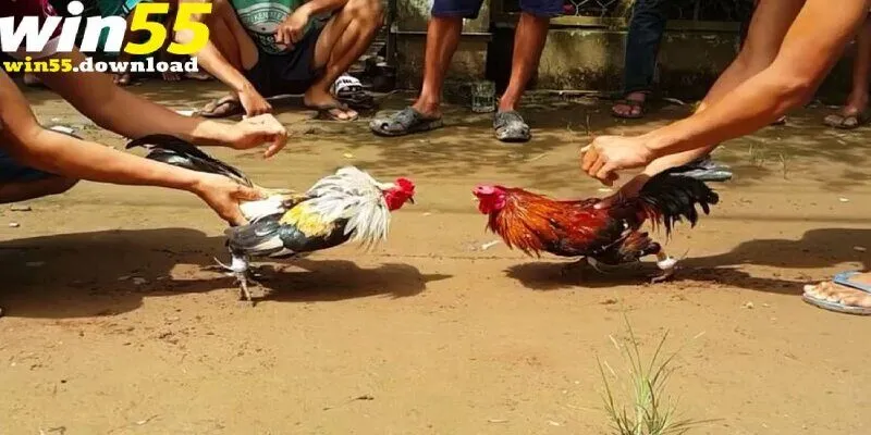 Tìm hiểu chung về loại hình đá gà cựa sắt là gì